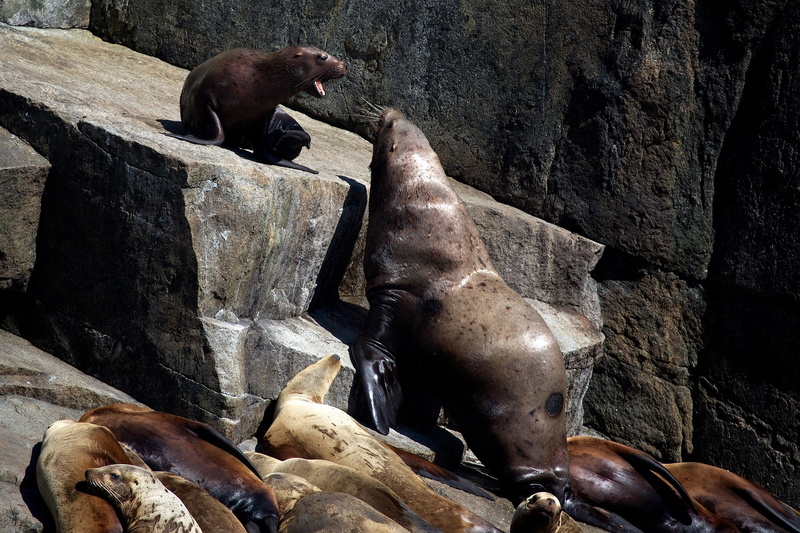 coastline, seal, animal, rocks, coast, ocean, kenai fjords national park, vertebrate, sunlight, resting, peaceful, solid, usa, zoo, outdoors, rock - object