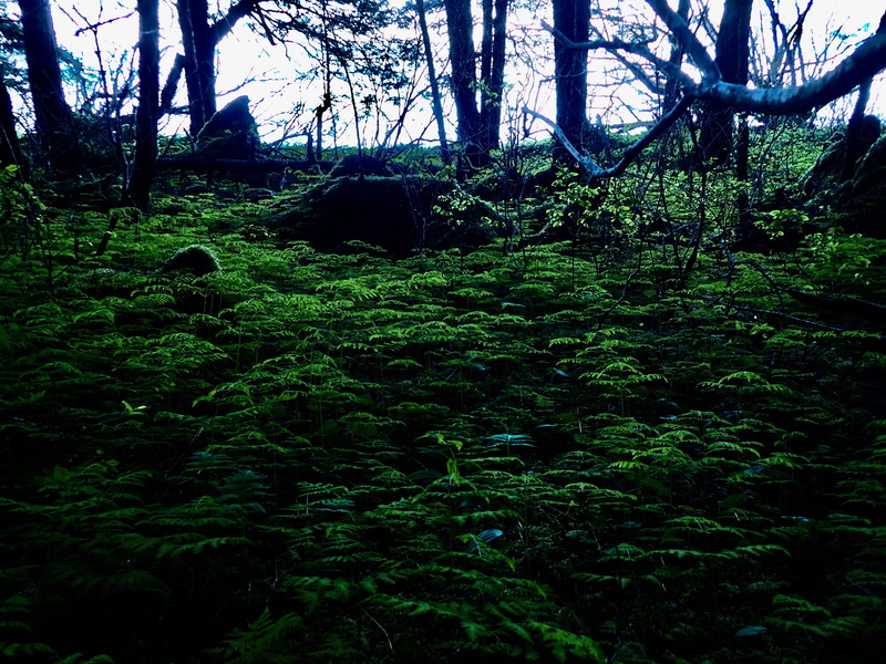 outdoors, day, forest, the way forward, kenai, direction, tranquility, plant, scenics - nature, non-urban scene, plants, growth, tranquil scene, nature
