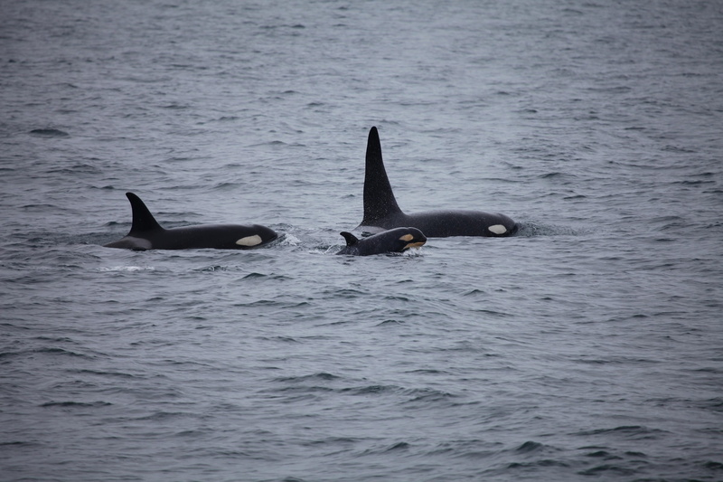 animals in the wild, waterfront, marine, breaching, group of animals, killer whales, beauty in nature, predator, animal, swimming, wildlife, cetacean, animal wildlife