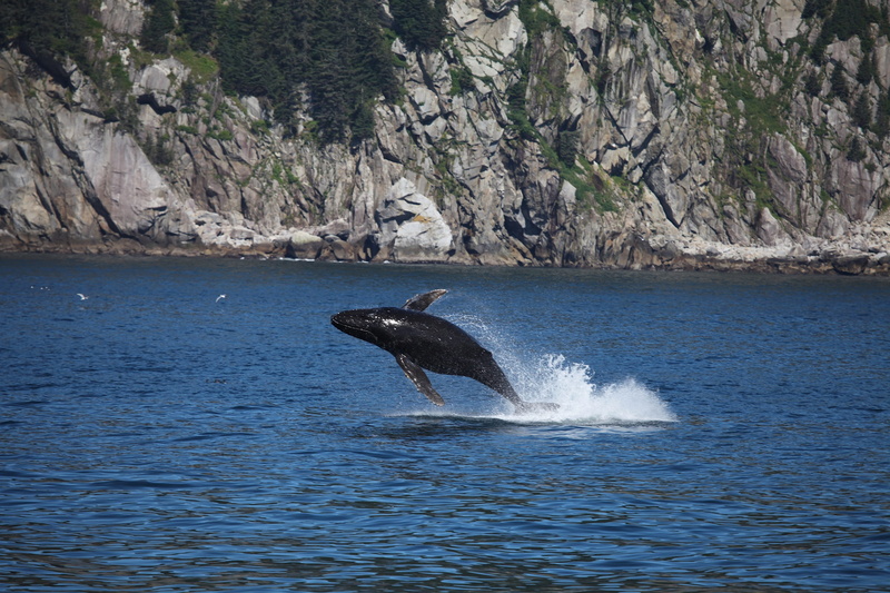 ocean, spray, mammal, sea, one animal, breaching, animal, animal wildlife, animal themes, 2K, humpback whale, tail fin, nature, jumping, underwater, aquatic mammal