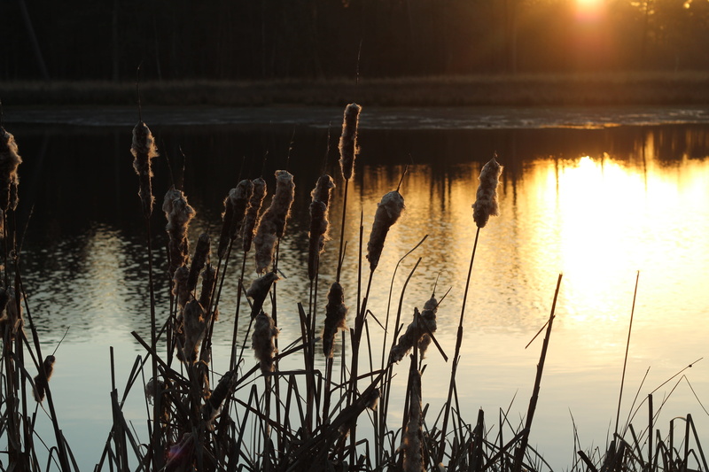 tranquil scene, no people, breda, idyllic, forest, scenics - nature, more, nature, silhouette, autumn, water, sky, beauty in nature, reed, twilight, netherlands