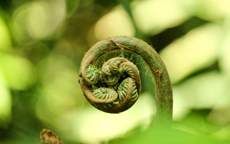 close-up, daydreaming, global, environmental, 5K, animal wildlife, animal, growth, grass, green, curled up, natural, photography, outdoors, focus, food