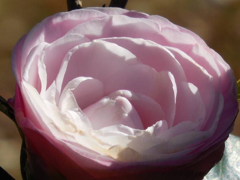 flowering plant, colorful, camellia, green, design, pink, close-up, white, vibrant, winter, wellbeing, nature, focus on foreground, color, no people, delicate