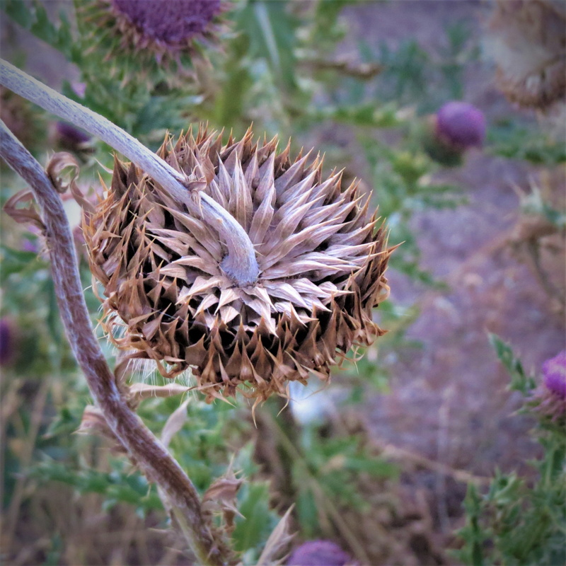 vulnerability, dried plant, Wild, wilted plant, freshness, beauty in nature, Thistle, no people, outdoors, day, flower head, unusual pattern, weed, fragility