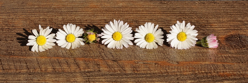 fragility, arrangement, five, beauty in nature, common, panel, wood grain, petal, lighting, banner, white color, plant, light, wooden, public record, indoors