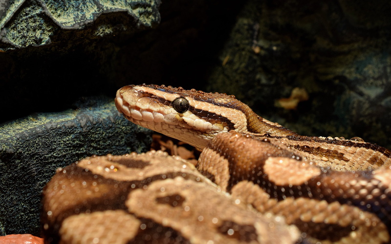 solid, poisonous, drop of water, animal body part, communication, wet, snake, animals in the wild, animal head, animal eye, vertebrate, sign, photography
