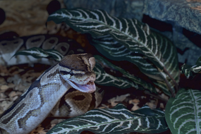 selective focus, animal wildlife, 5K, communication, head, no people, plant part, high angle view, animal themes, ball python, leaf, animals in the wild