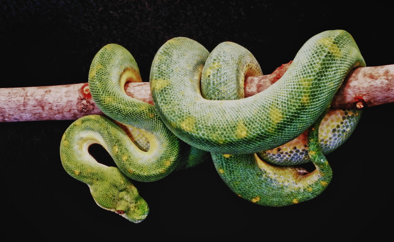 animal themes, animal body part, poisonous, Green, nature, animals in the wild, close-up, animal wildlife, Animals, black background, reptile, boa constrictor