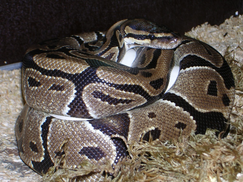 animal themes, python, animal wildlife, studio shot, snake, vertebrate, sea, python regius, breeding, boa, water, underwater, indoors, nature, animal, constrictor