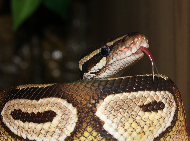 mouth open, boa, animal body part, scale, animal tongue, 4K, nature, non toxic, zoo, focus on foreground, animal mouth, python regius, curled up, yellow