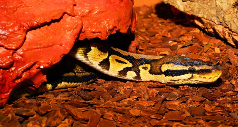animal wildlife, rock, creature, beauty, snakehead, animal world, exotic, land, constrictor, head, day, animal scale, animal body part, boa, terrarium