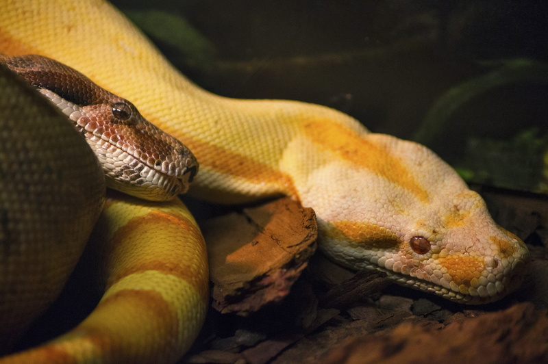 tropical, couple, tenderness, vertebrate, animal themes, outdoors, close-up, animal wildlife, 4K, animal head, animals in the wild, land, day, nature