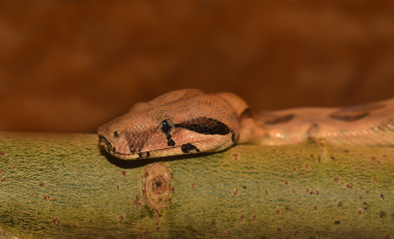 one animal, gecko, mouse hunter, vertebrate, animal tongue, animal head, young animal, small, mammal, red tailed boa, focus on foreground, creature, non toxic