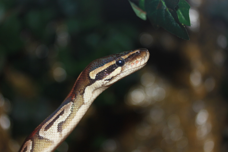tropical rainforest, animal wildlife, animal scale, nature, vertebrate, tree, constrictor, plant, ball python, 5K, focus on foreground, outdoors, golden