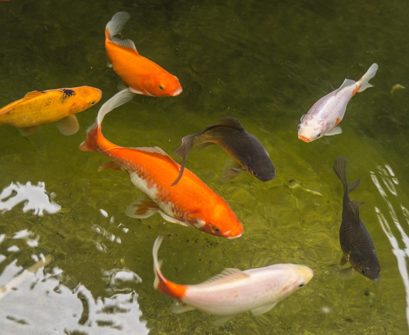 garden, red, high angle view, sea, young fish, gill, vertebrate, cold water, animal, group of animals, nature, swimming, carp, Fish, white, sea life, school of fish