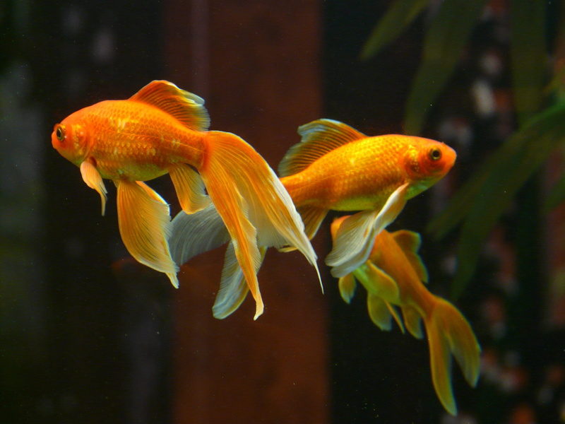 cyprinidae, yellow, karpfenfisch, school of fish, glass - material, red, swim, animal wildlife, fish tank, freshwater fish, veiltail, orange, animal themes