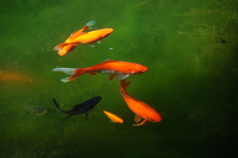vertebrate, swimming, no people, red, school of fish, young fish, animal, Goldfish, Cold, marine, H2O, Fish, 4K, outdoors, gill, group of animals, pond