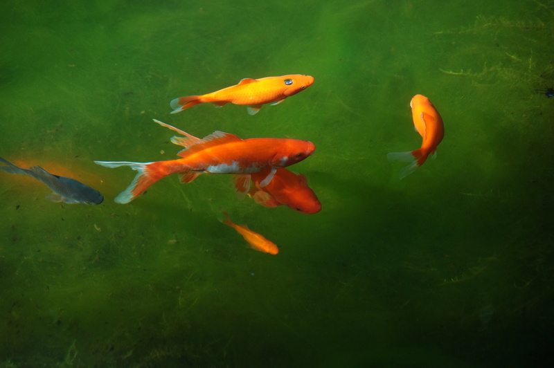 underwater, group of animals, sea, marine, school of fish, animal wildlife, red, animal themes, h2o, koi carp, feed, pets, water, outdoors, swimming, vertebrate