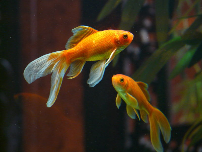 glass - material, animal wildlife, animals in captivity, aquarium, cyprinidae, photography, two, orange, sea, sea life, veiltail, 2K, tail fin, yellow