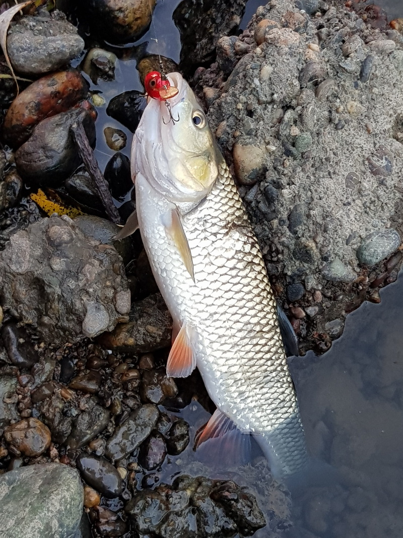 high angle view, animal, stone - object, rock, solid, one animal, water, chub, rock - object, animals in the wild, fishing, nature, scales, fish, animal wildlife