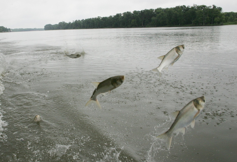 fish, 1080P, carp, cyprinidae