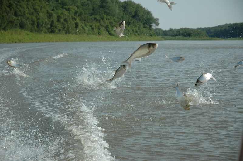 no people, spread wings, water, vertebrate, animal themes, 2K, motion, flock of birds, animals in the wild, lake, group of animals, flying, waterfront