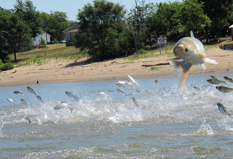 fish, carp, cyprinidae, 1080P