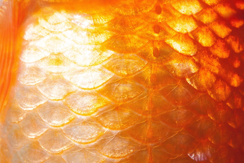 abstract, structure, orange color, indoors, backgrounds, pattern, nature, abstract backgrounds, yellow, fruit, goldfish, full frame, orange - fruit, cyprinidae