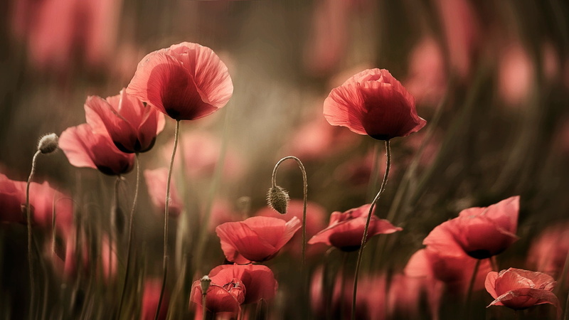 flowering plant, tulip, petal, flower head, Maki, flowers, flower, red, plant stem, nature, selective focus, growth, beauty in nature, rozmyte, freshness