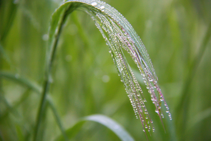 drop, gräs, fog, dimma, green Color, close-up, Drops, selective focus, focus, selective, plant, photography, summer, green plant, grass, mist, green, dagg