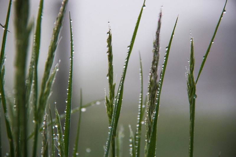 tilt, plants, raindrop, wet, dimma, green, Dew, mist, tilt shift lens, drop, green plants, dagg, plant, nature, summer, freshness, shift, backgrounds, green Color
