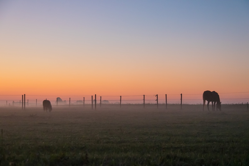 sky, horse, f/3.5, canon eos, ef, mm, countryside, light, Söderslätt, häst, state, sunset, 5K, aperture, dimma, morning, landskap, landscape, geo:location