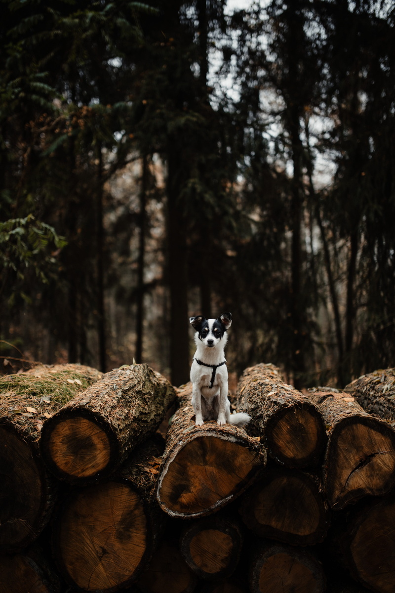 lumber industry, stack, deforestation, representation, focus on foreground, day, land, bark, forest, no people, autumn, 5K, tree, nature, timber, weather