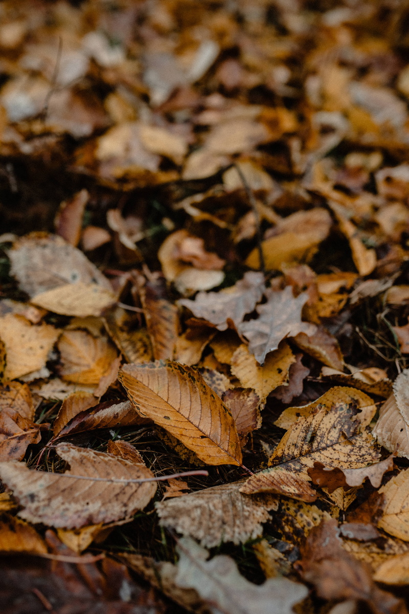 tree, dry, selective focus, backgrounds, abundance, november, forest, day, full frame, fall, falling, natural condition, large group of objects, no people