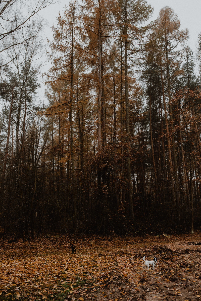 beauty in nature, autumn, plant, forest, scenics - nature, tree, fog, non-urban scene, woodland, woods, foggy, trunk, tranquility, nature, walk, land, tree trunk