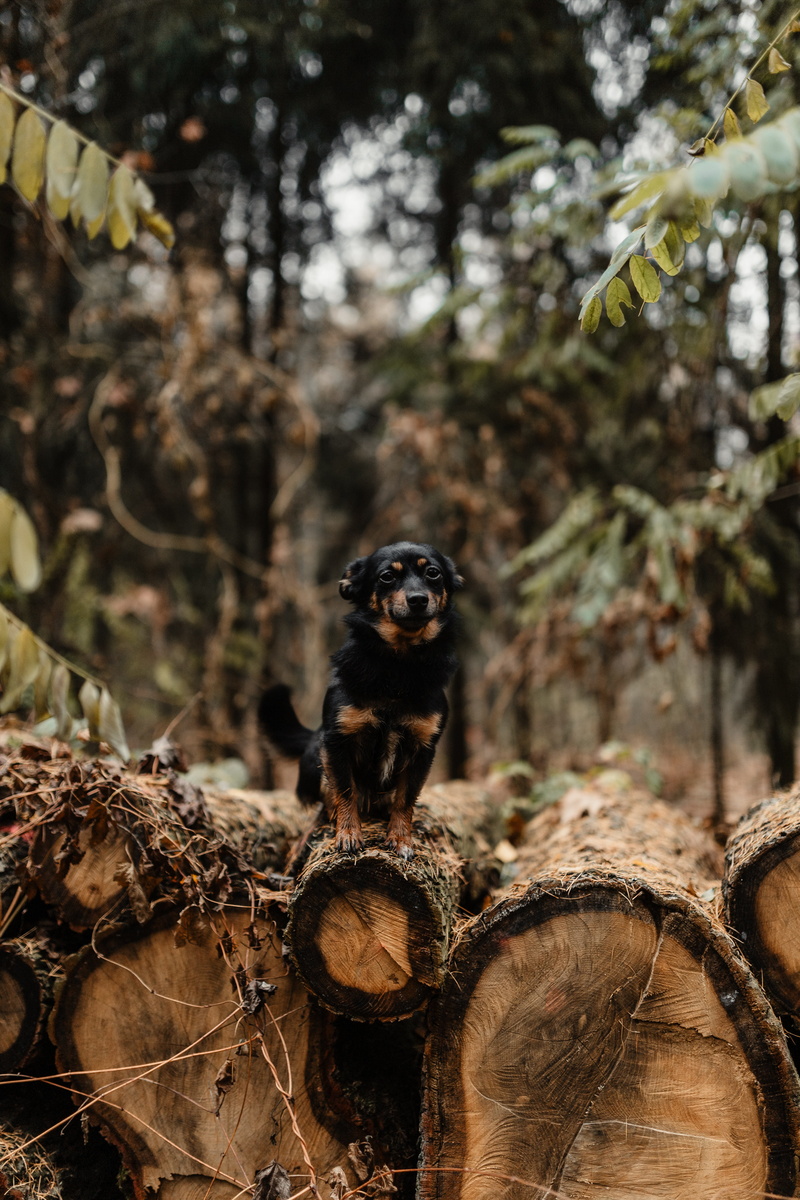 one animal, woods, log, walk, tree, autumn, outdoors, 5K, bark, day, plant, no people, november, forest, weather, fall, branch, animals in the wild, field