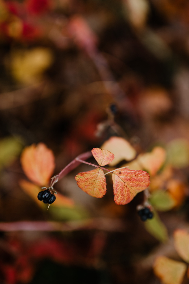 change, walk, foggy, food, plant part, fog, outdoors, leaves, selective focus, fall, fruit, forest, beauty in nature, vulnerability, fragility, close-up