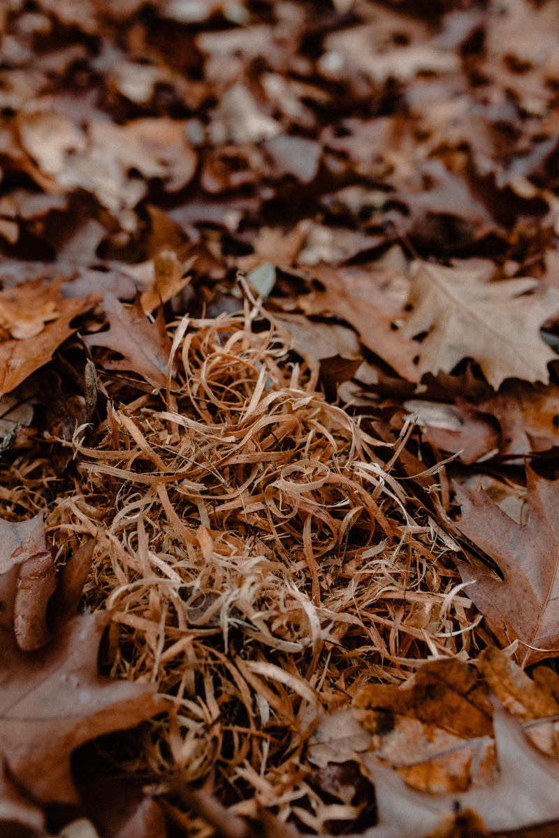 outdoors, weather, november, day, full frame, selective focus, dried, natural condition, close-up, land, walk, no people, brown, fog, nature, falling, foggy