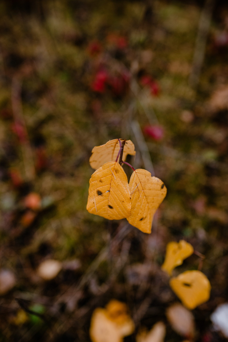 change, autumn collection, nature, beauty in nature, growth, plant part, leaves, autumn, forest, day, leaf, field, maple leaf, dry, focus on foreground