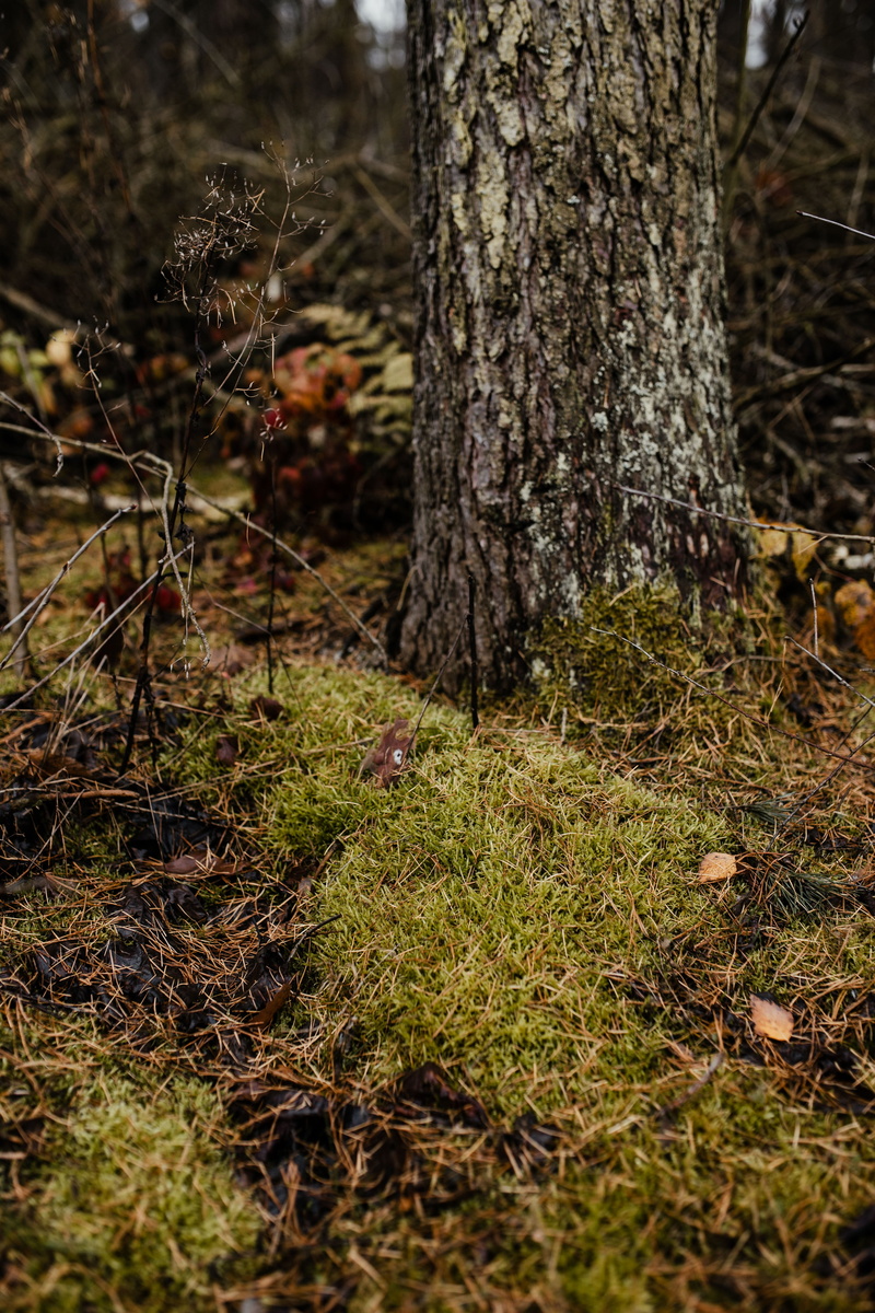 woods, november, tree, tree trunk, no people, focus on foreground, beauty in nature, fall, day, forest, selective focus, nature, growth, weather, fungus