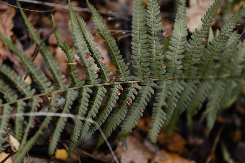 forest, full frame, fog, weather, focus on foreground, no people, november, botany, walk, succulent plant, autumn, woods, close-up, green color, leaf, natural pattern