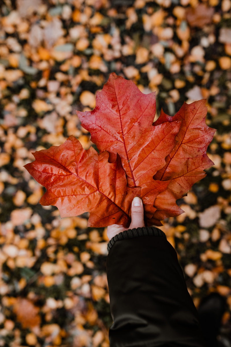 maple leaf, leaf, natural condition, november, fall, nature, unrecognizable person, foggy, one person, 5K, weather, focus on foreground, close-up, day