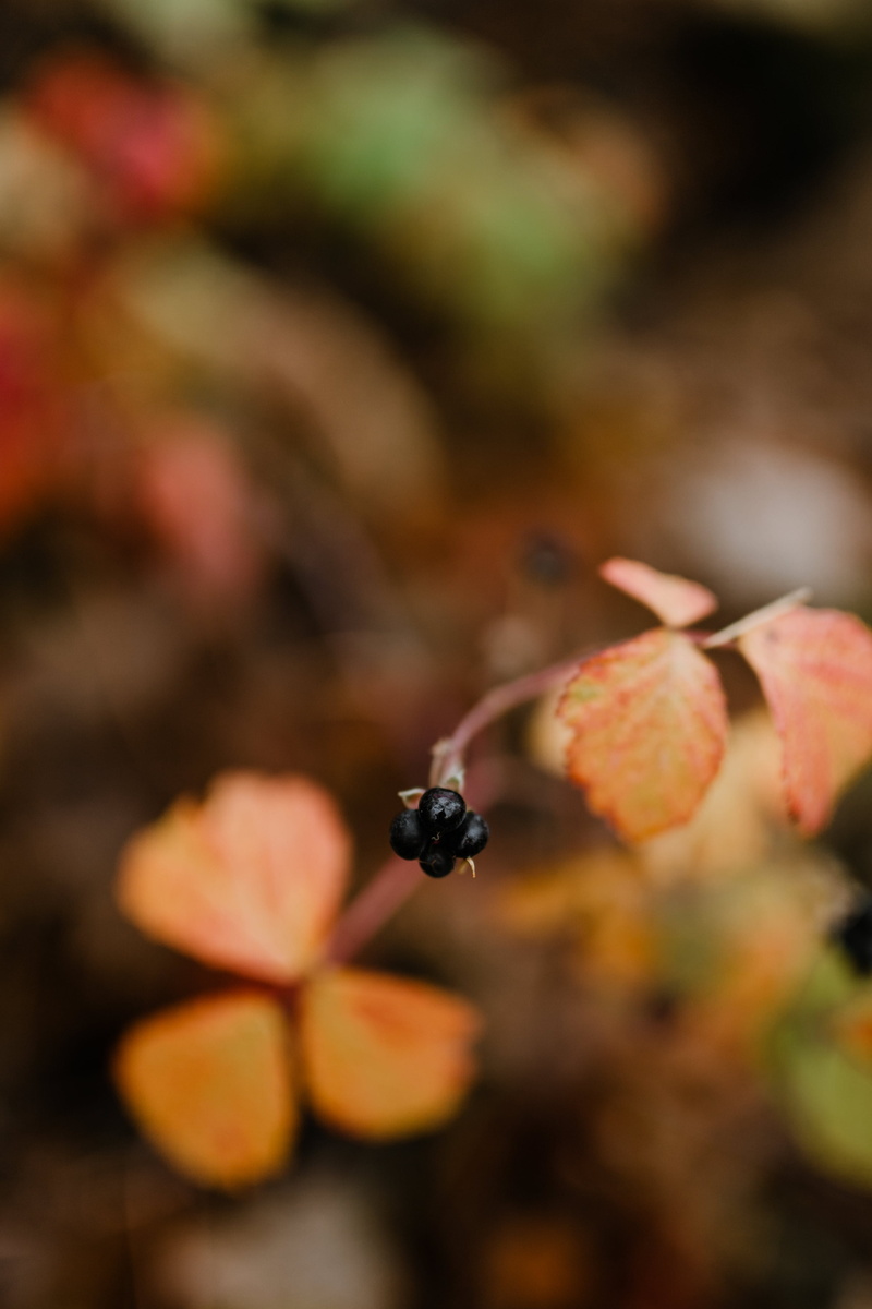 close-up, plant part, growth, animal themes, forest, autumn, fall, freshness, 4K, foggy, animal, selective focus, november, woods, food, plant, day, nature