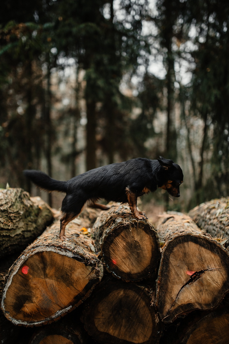 two animals, vertebrate, land, autumn, group of animals, focus on foreground, animals in the wild, day, fog, log, 5K, tree, wood, weather, mammal, no people