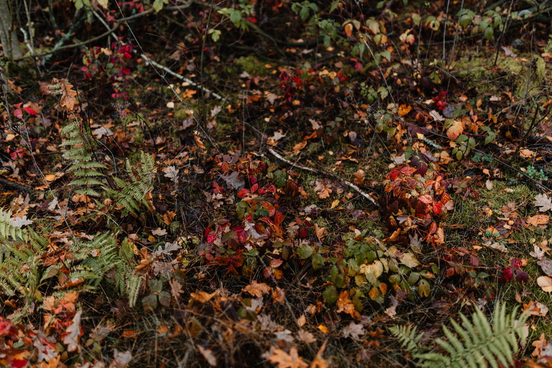 fall, walk, close-up, plant part, beauty in nature, no people, forest, weather, dry, fog, freshness, focus on foreground, foggy, growth, 5K, tree, field