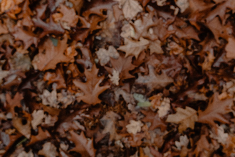 foggy, nature, close-up, leaf, fall, brown, plant, november, abundance, vulnerability, walk, natural condition, leaves, fog, autumn, full frame, weather