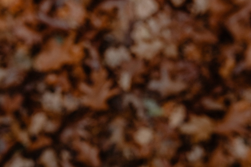 5K, animal wildlife, brown, forest, no people, november, autumn, foggy, weather, insect, indoors, abstract, food, food and drink, backgrounds, studio shot