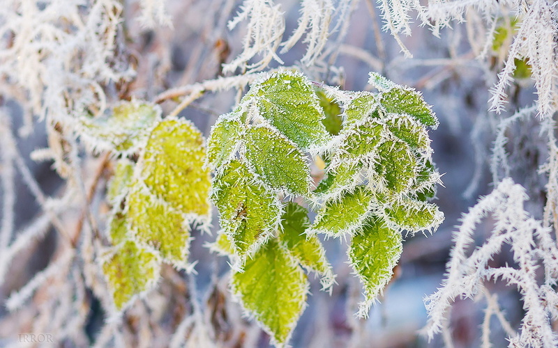 1080P, Frost, Leaves, Branch, Snow, Green, Rime