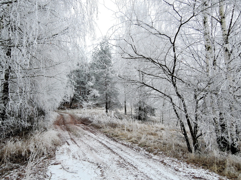transportation, land, road, cold temperature, tree, walk, non-urban scene, bush, outdoors, branches, Winter, bare tree, nostalgia, no people, Rime, Landscape