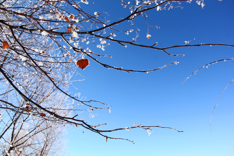 clear sky, no people, branch, snow, beauty in nature, flower, outdoors, low angle view, cherry blossom, sunlight, red, springtime, plant, tree, blue, blossom
